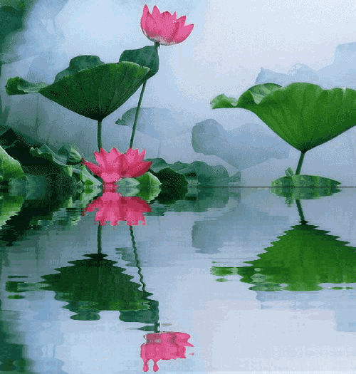 会动的荷花,太美了!